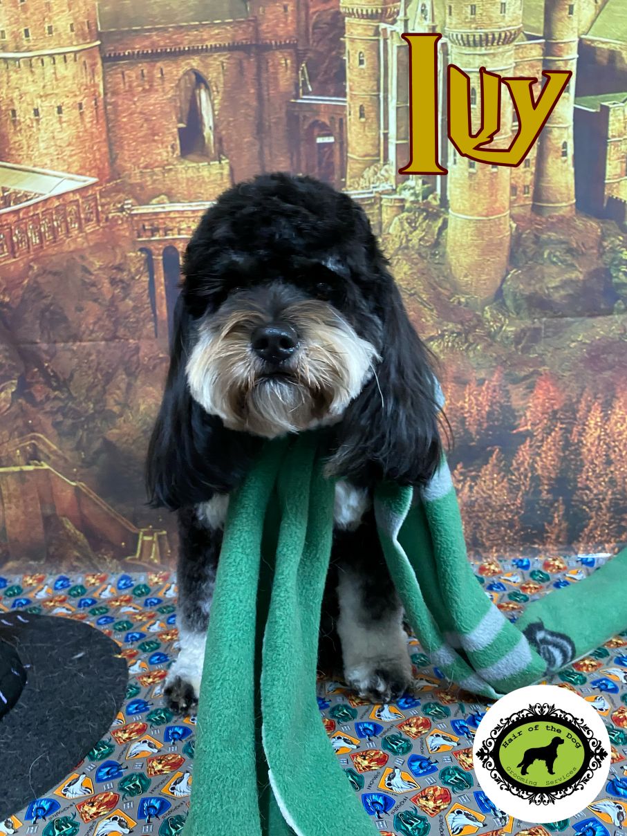 Groomed Dog 1
