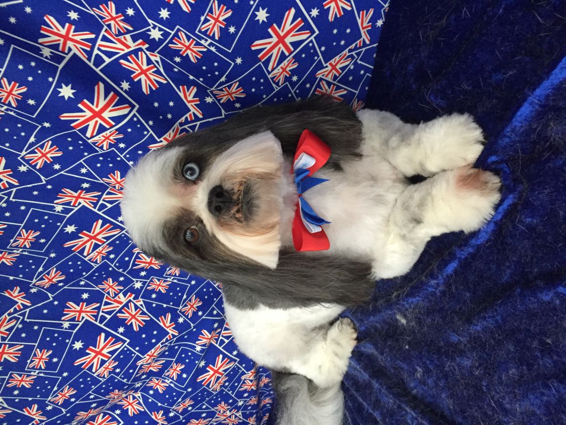 Groomed Dog 3