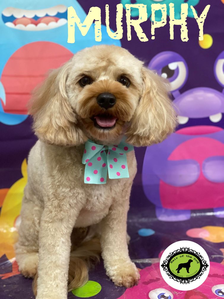 Groomed Dog 4