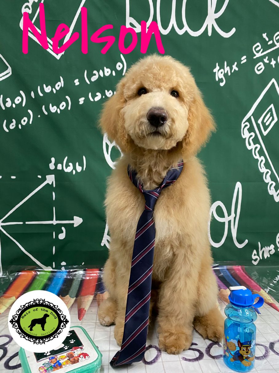 Groomed Dog 1