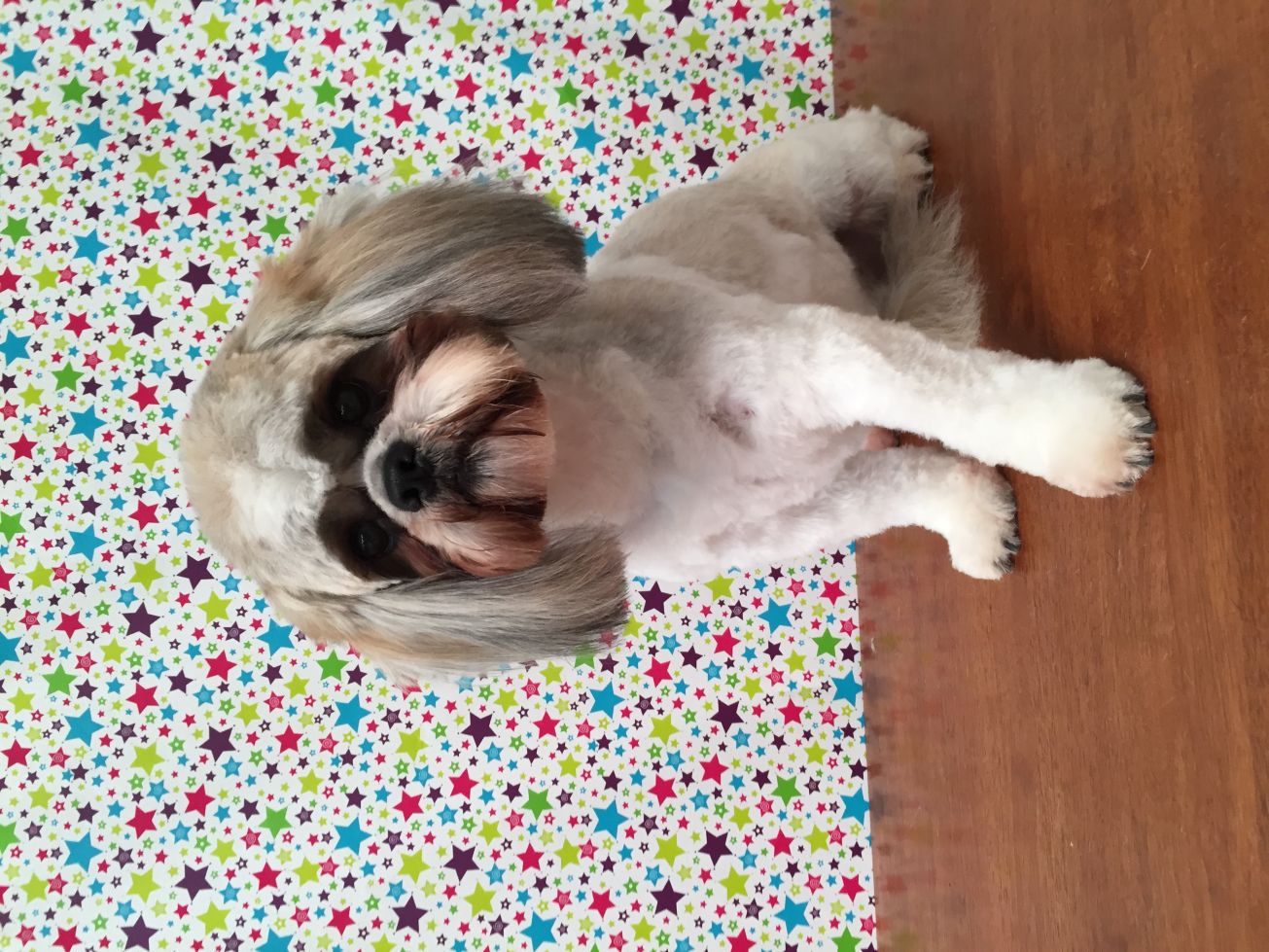 Groomed Dog 2