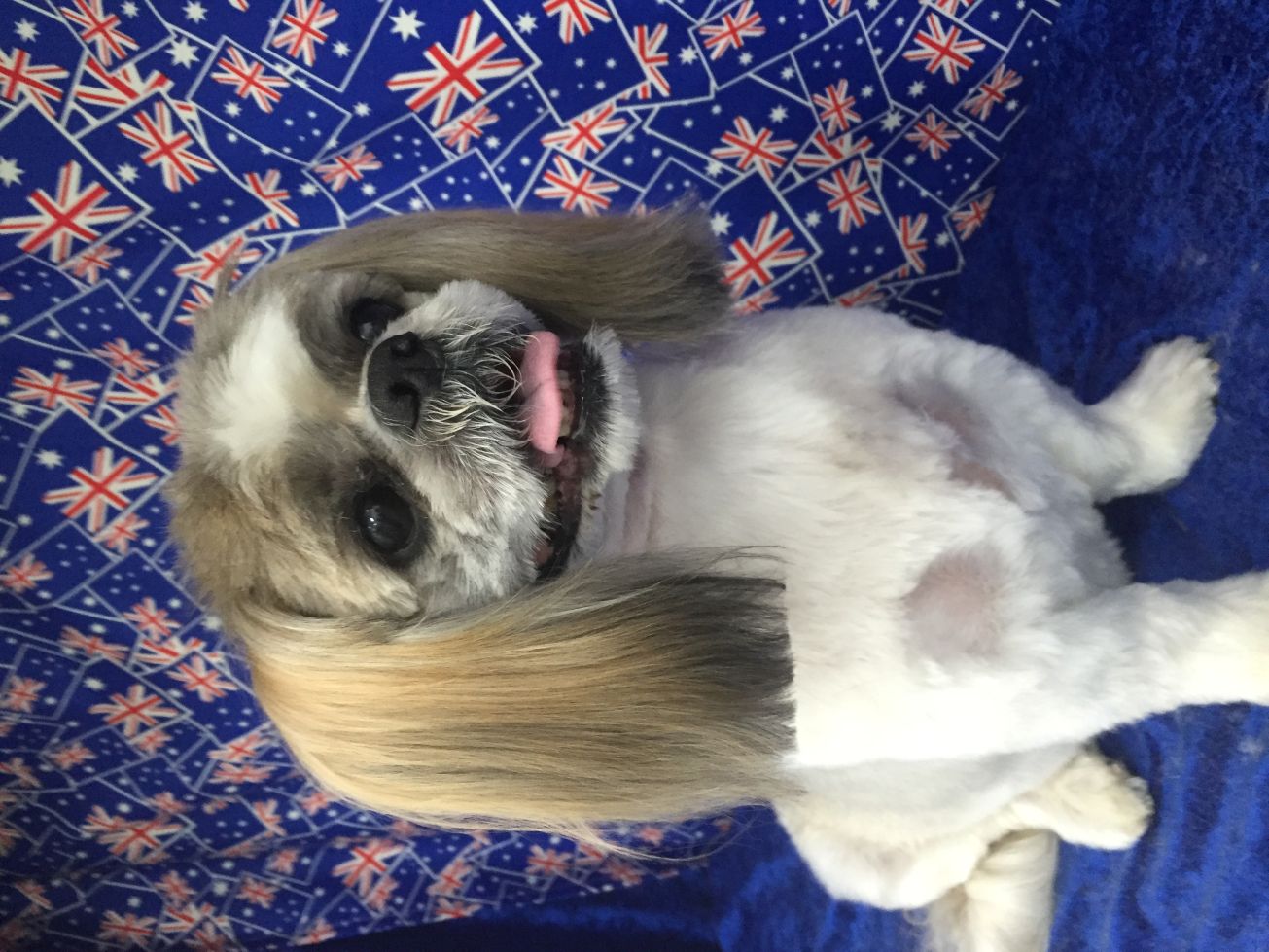 Groomed Dog 4