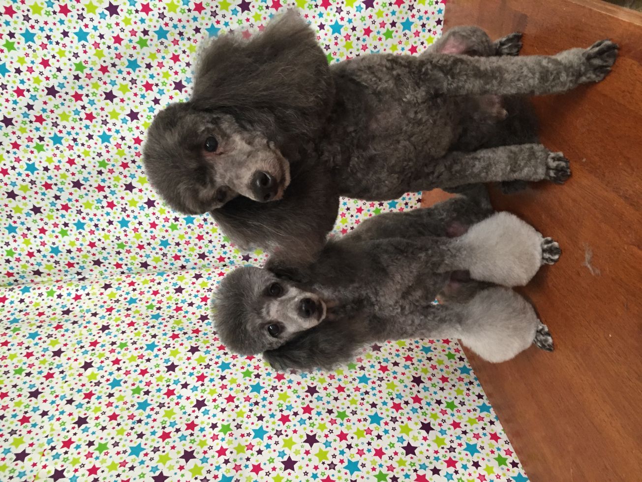 Groomed Dog 5