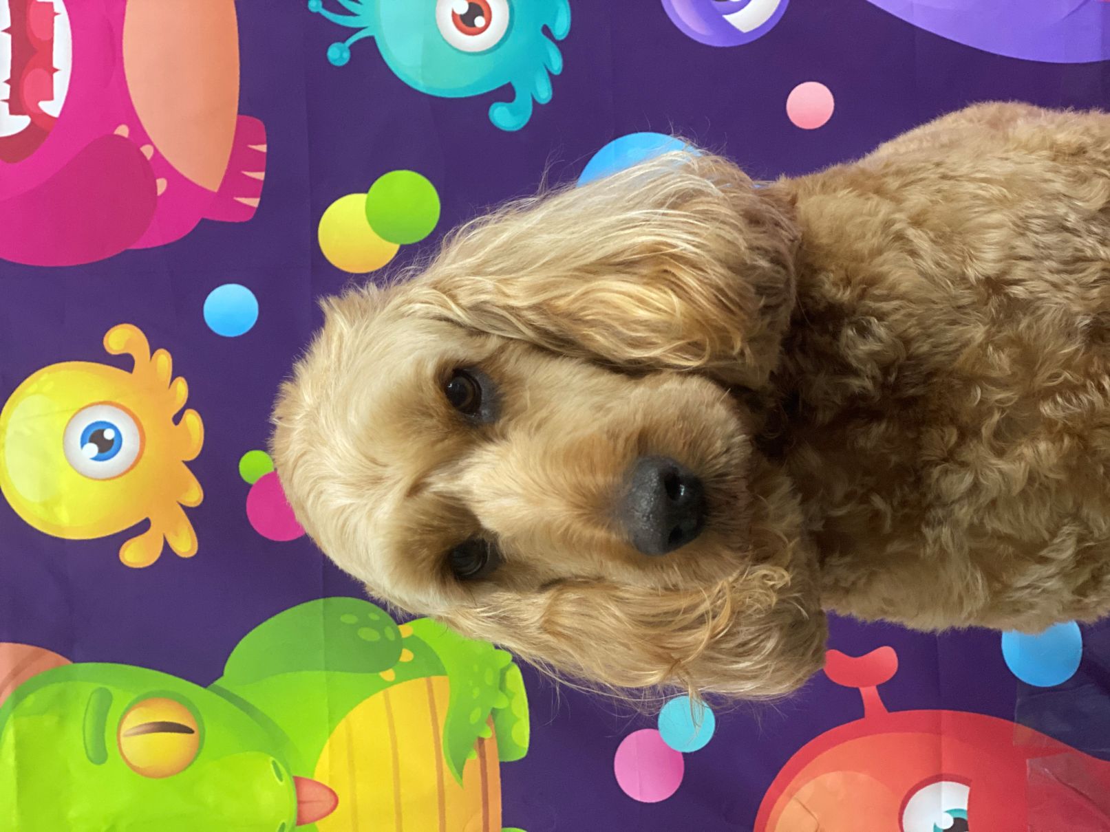 Groomed Dog 6