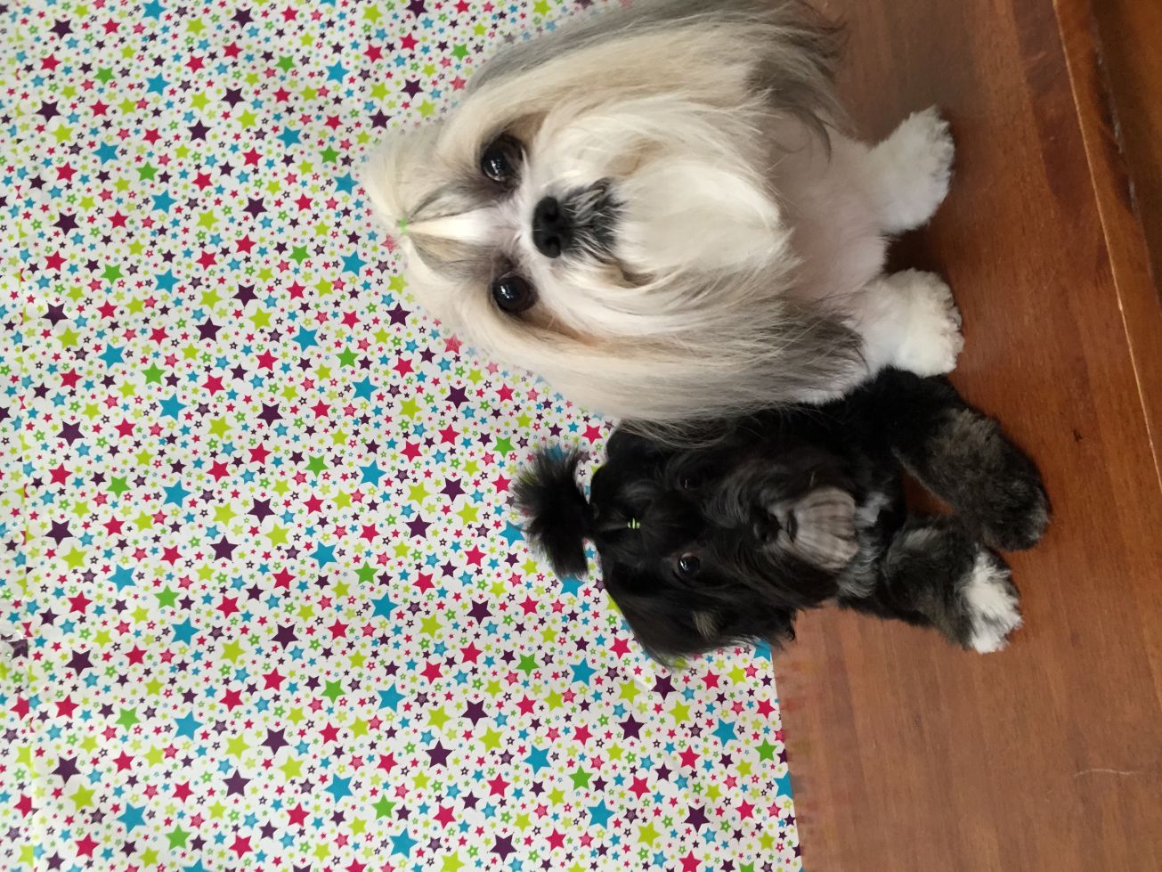 Groomed Dog 7