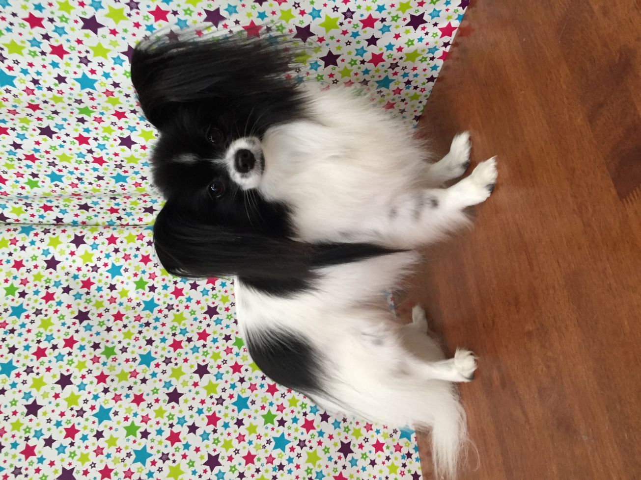 Groomed Dog 8