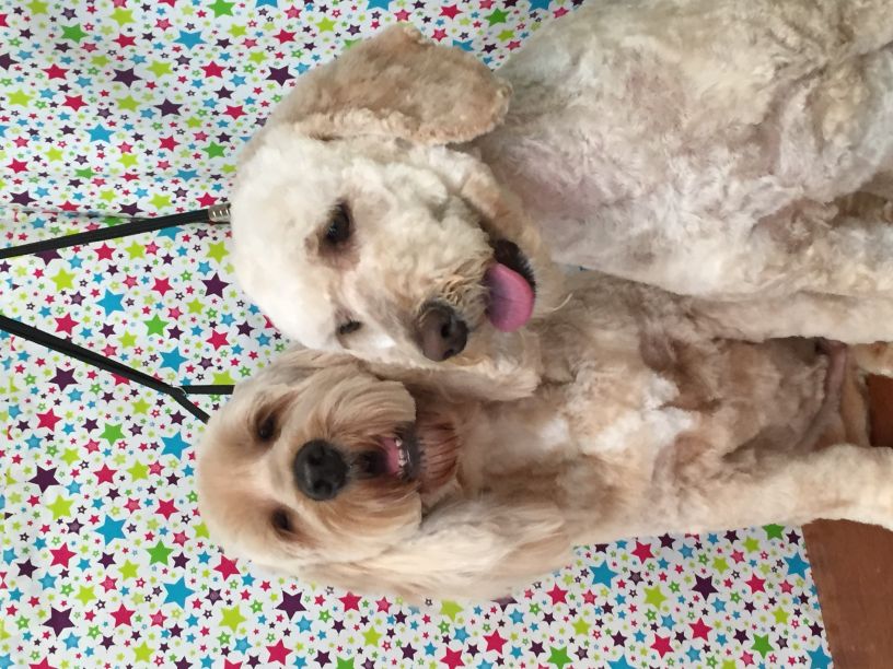 Groomed Dog 9