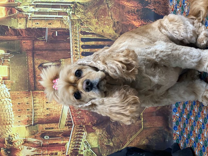 Groomed Dog 10