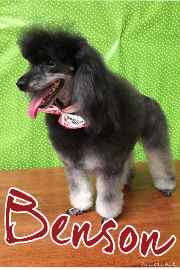 Groomed Dog 11