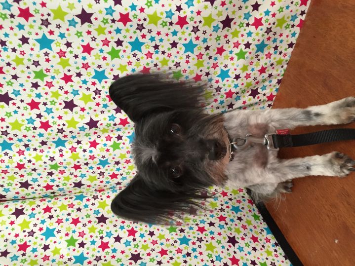 Groomed Dog 12