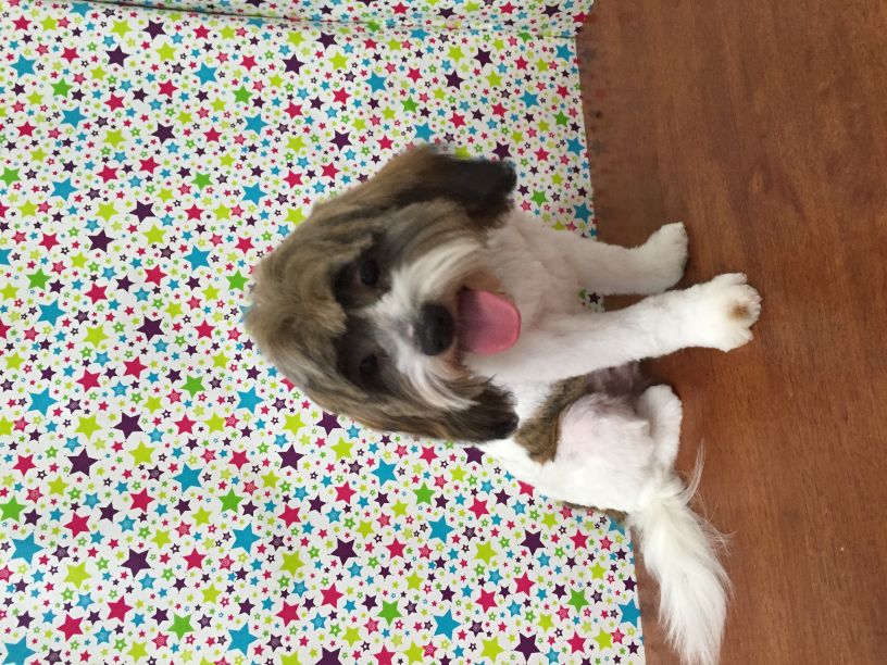Groomed Dog 14