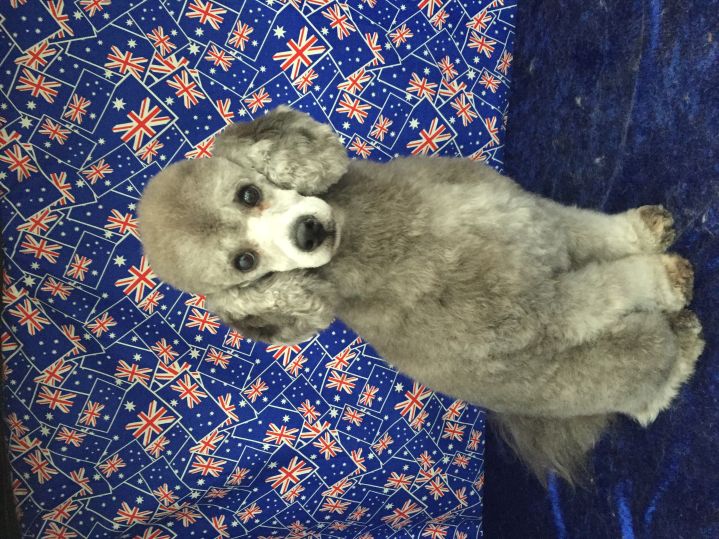 Groomed Dog 15