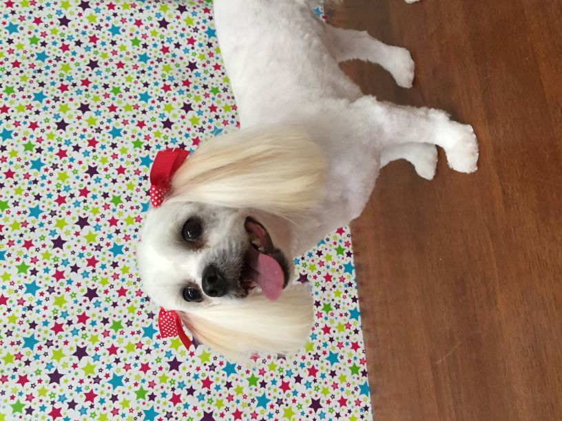 Groomed Dog 16
