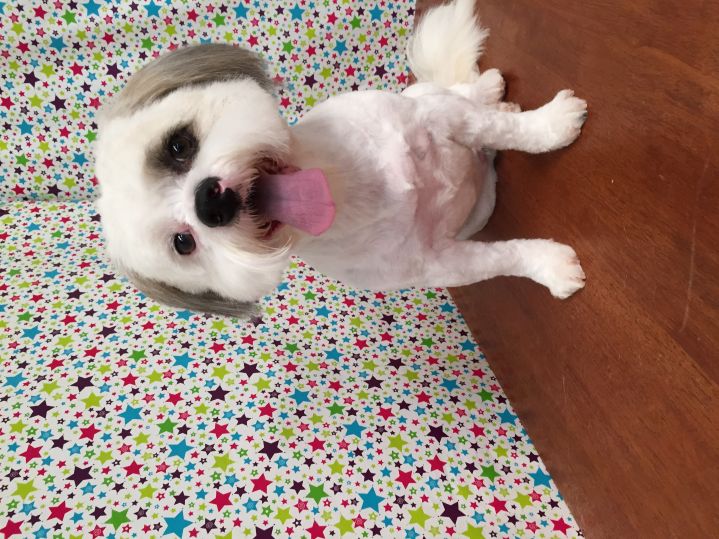 Groomed Dog 18