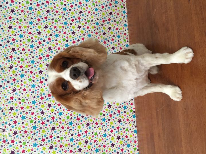 Groomed Dog 19