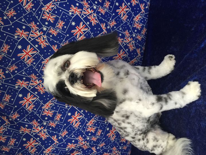 Groomed Dog 20