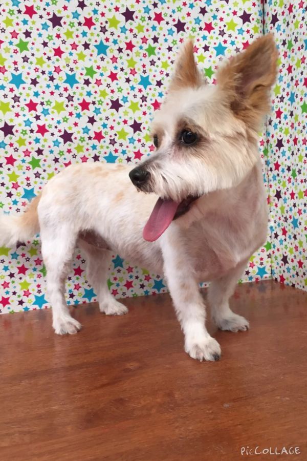 Groomed Dog 21