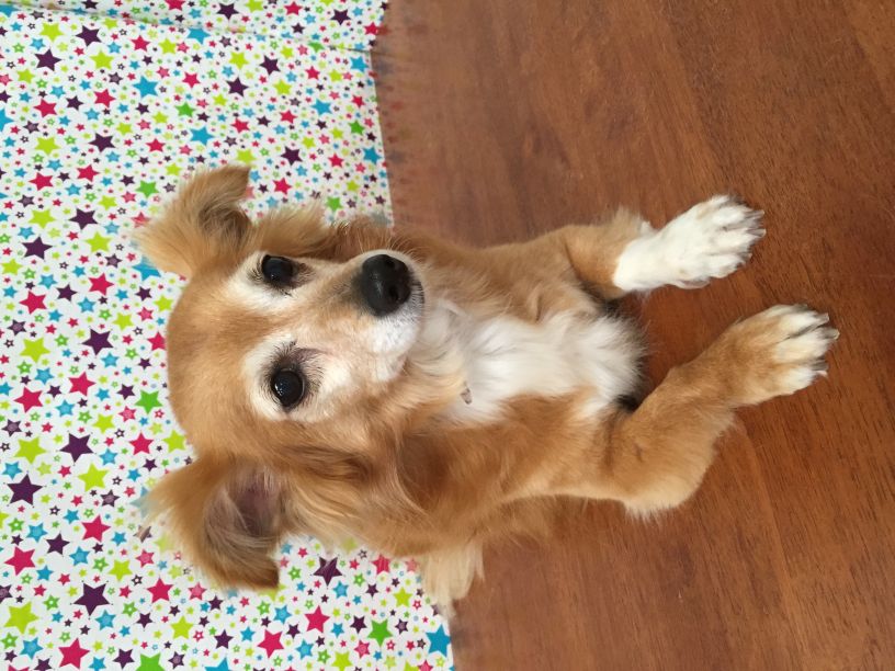 Groomed Dog 22