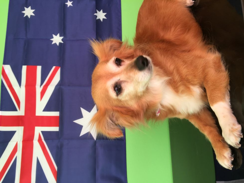 Groomed Dog 23