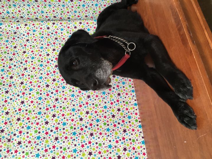 Groomed Dog 24
