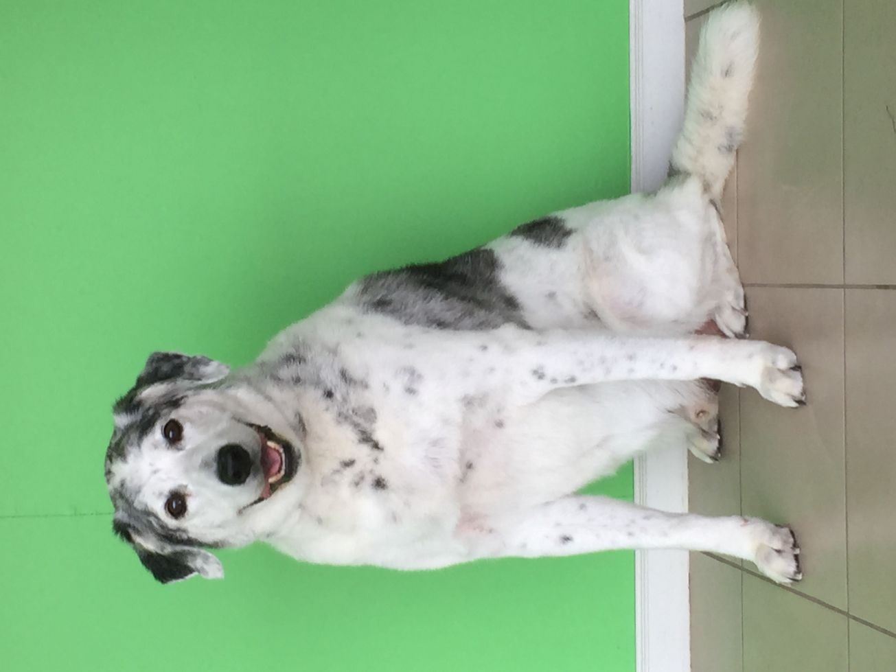 Groomed Dog 25