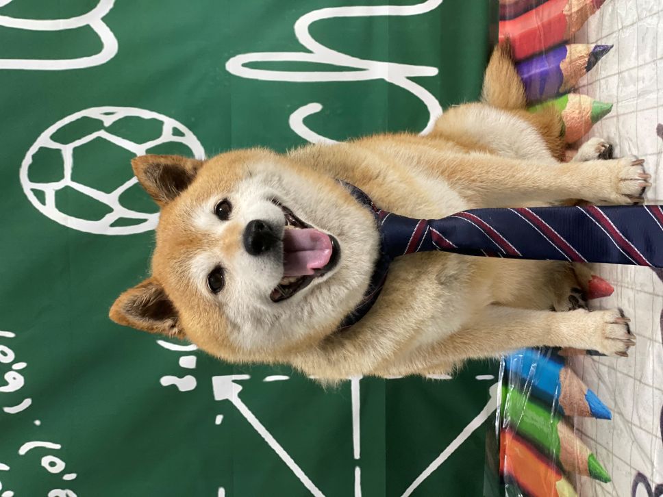Groomed Dog 26