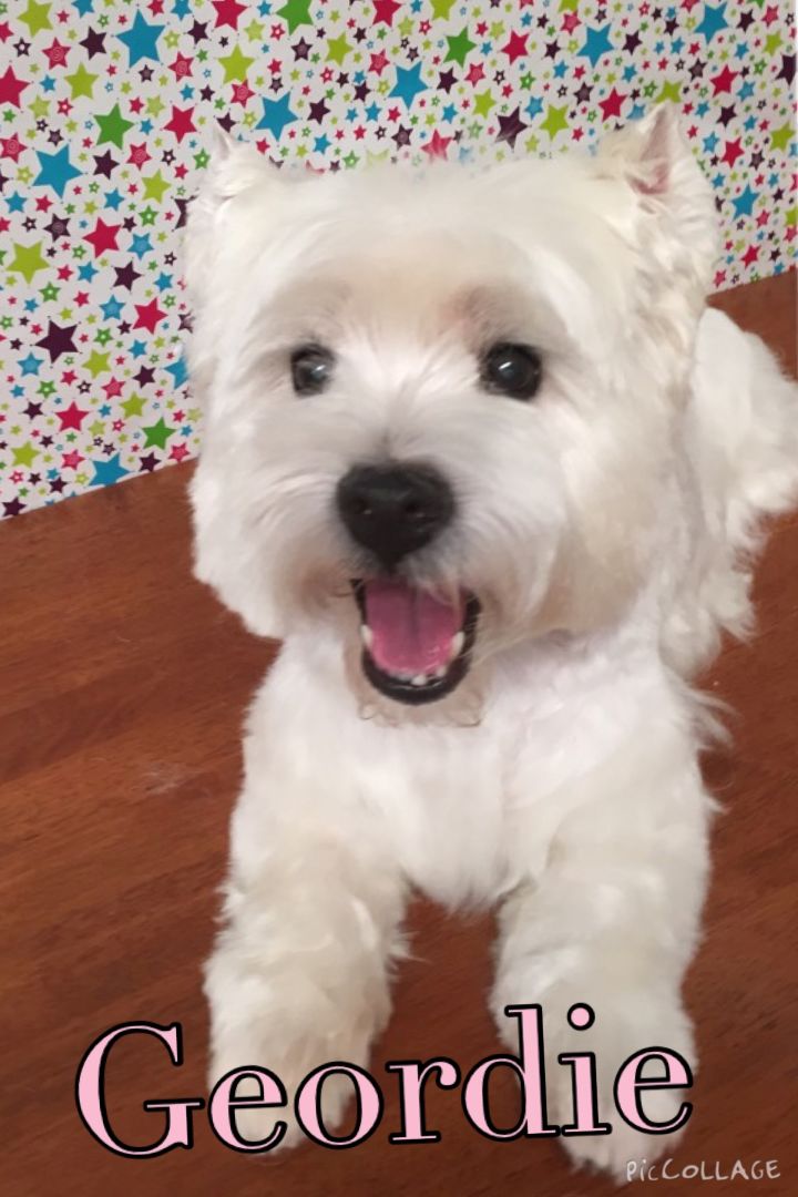 Groomed Dog 27