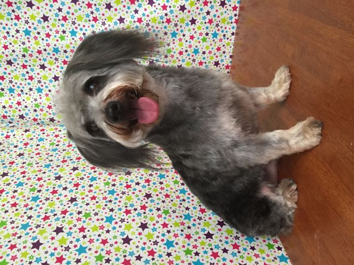 Groomed Dog 28