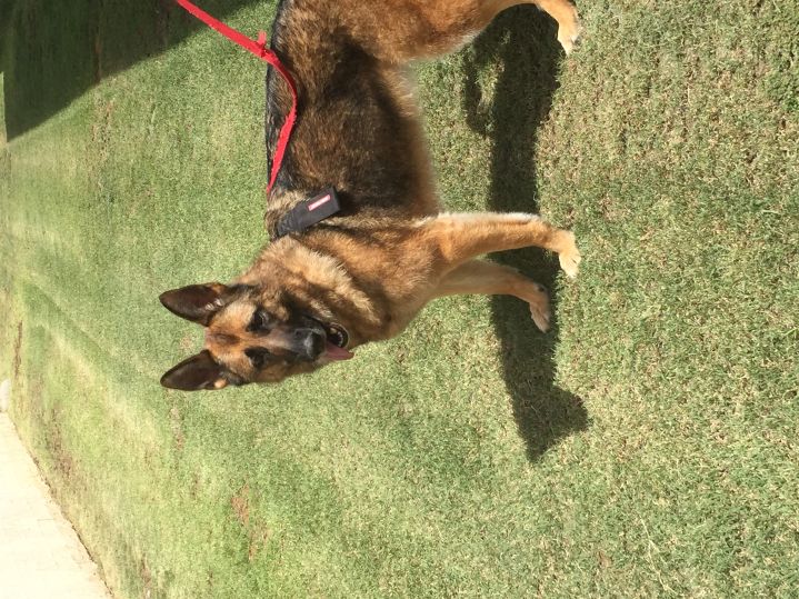 Groomed Dog 29