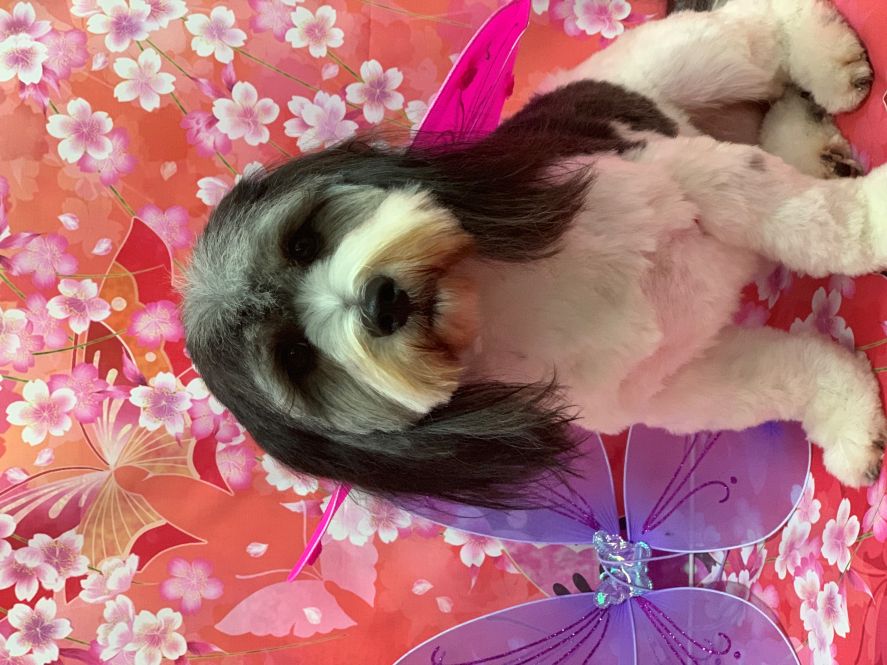 Groomed Dog 31
