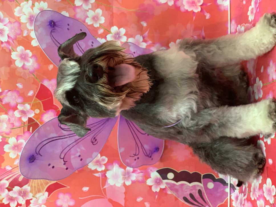 Groomed Dog 32