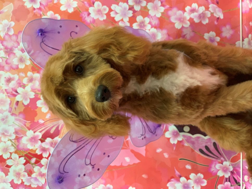 Groomed Dog 33