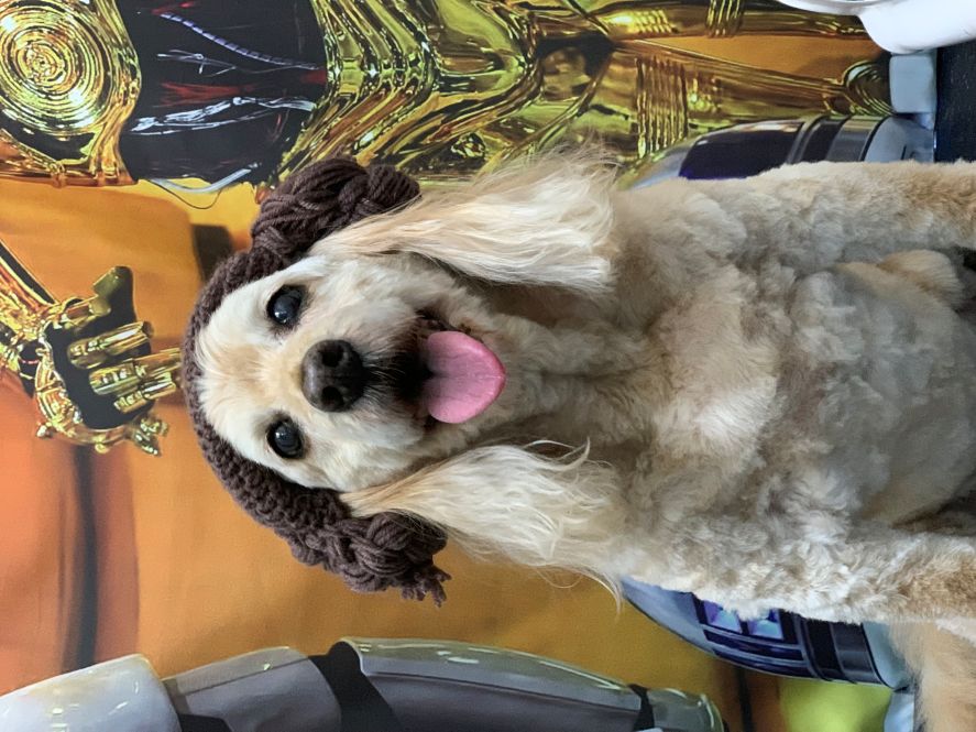 Groomed Dog 34