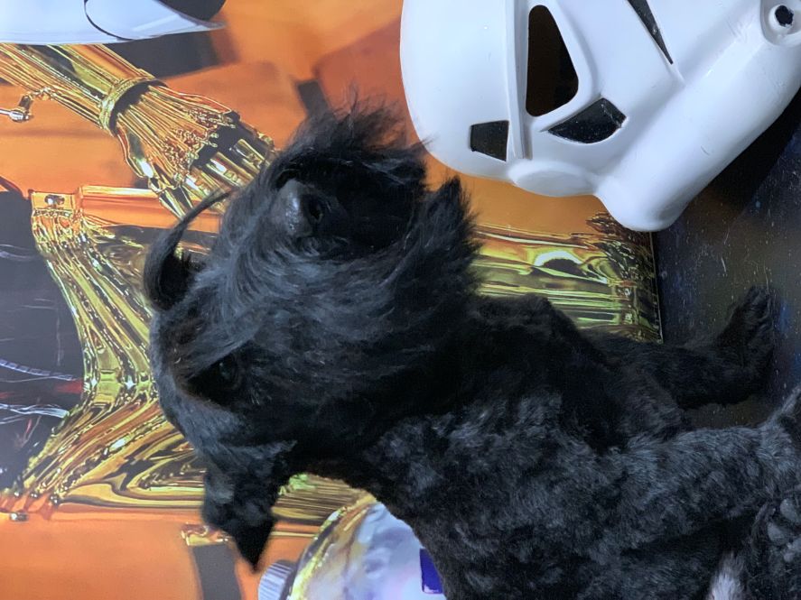 Groomed Dog 35