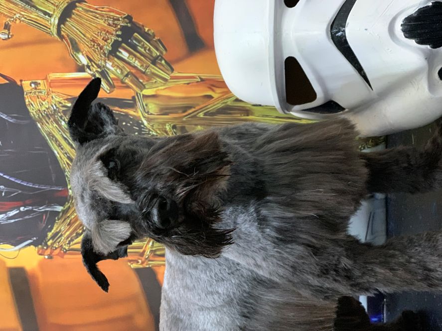 Groomed Dog 36