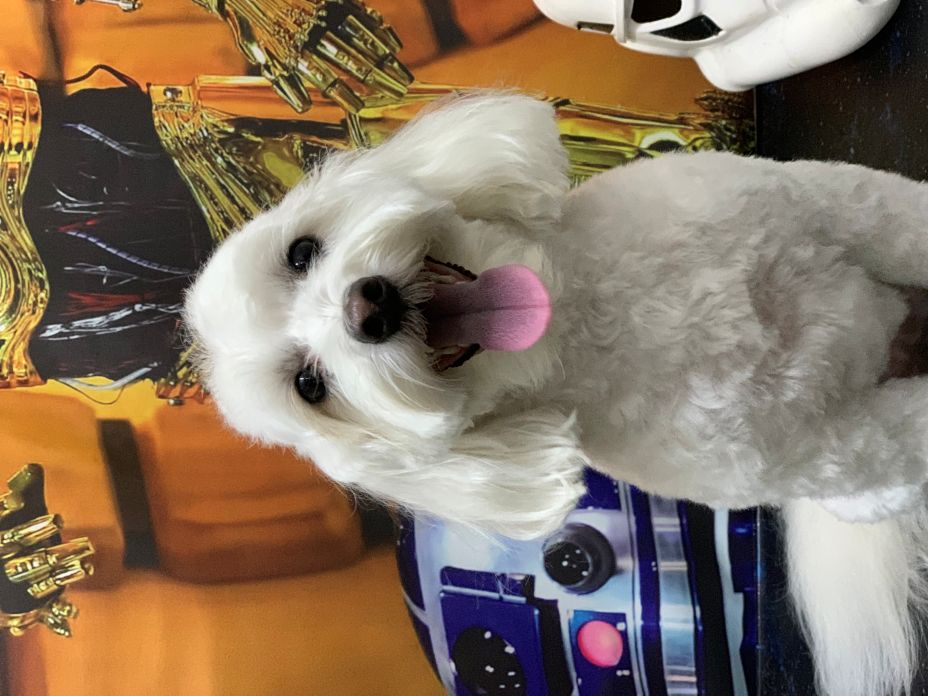 Groomed Dog 37