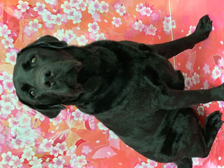 Groomed Dog 39
