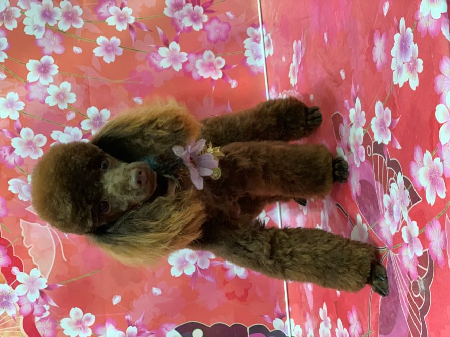 Groomed Dog 42