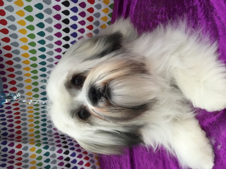 Groomed Dog 43