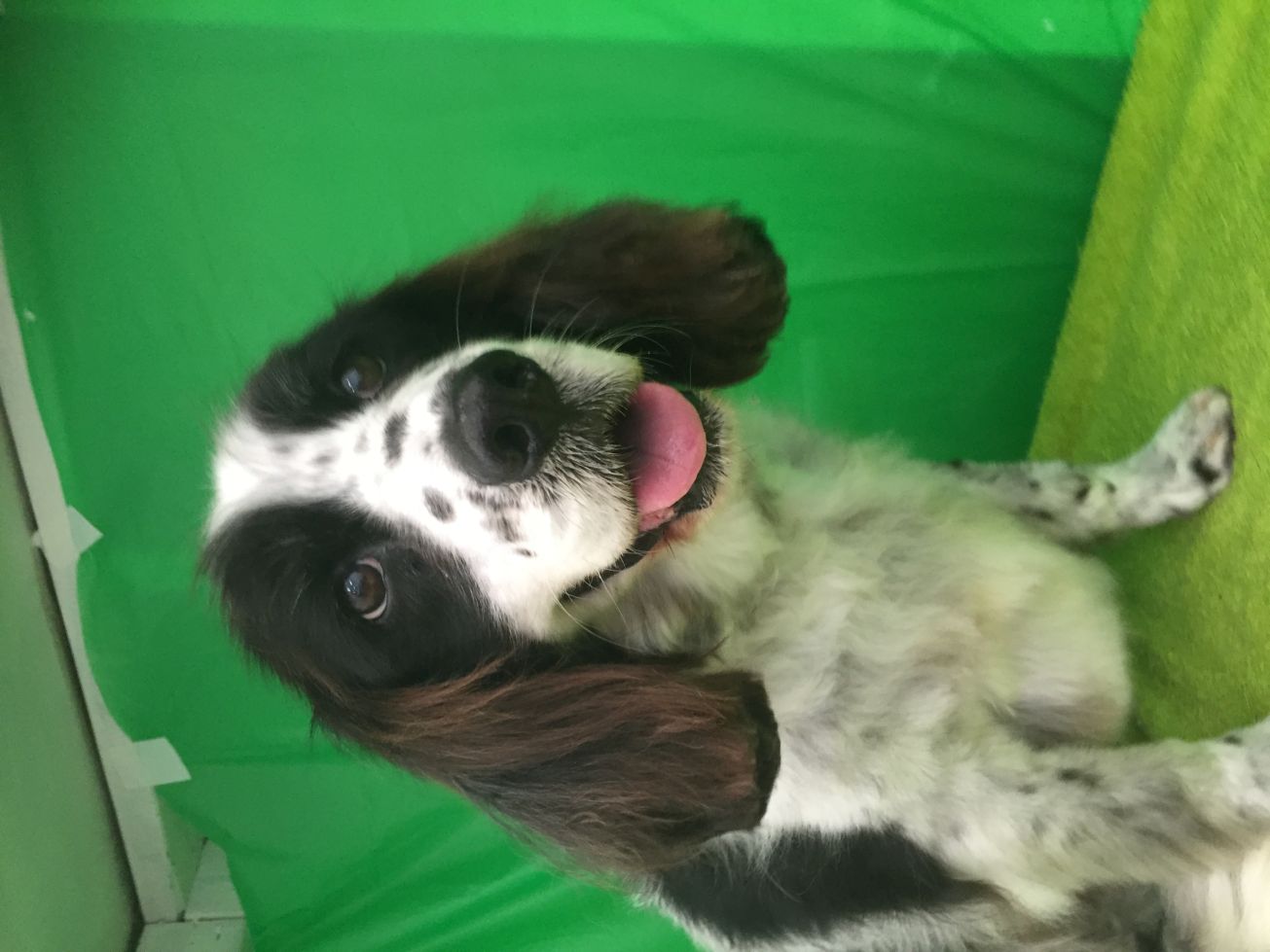 Groomed Dog 45