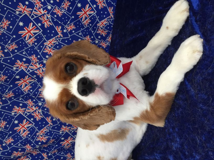 Groomed Dog 47