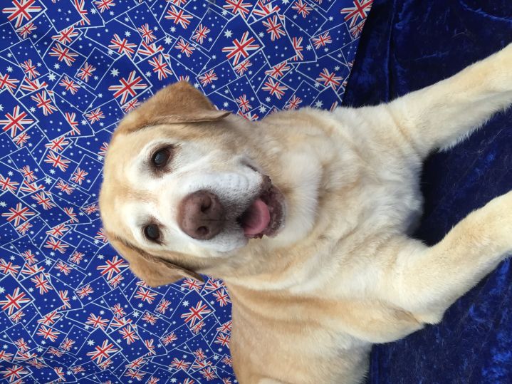 Groomed Dog 48