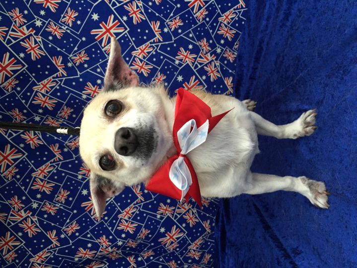 Groomed Dog 49