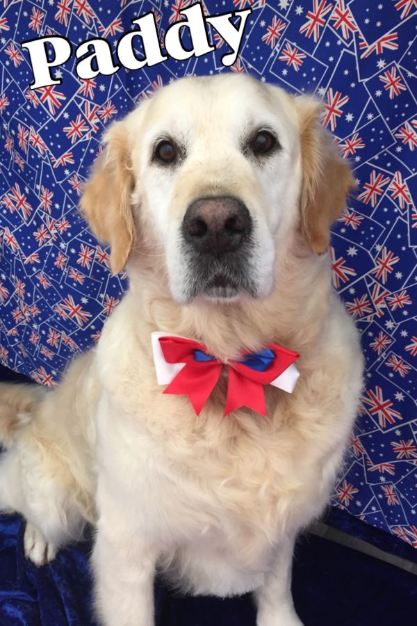 Groomed Dog 50