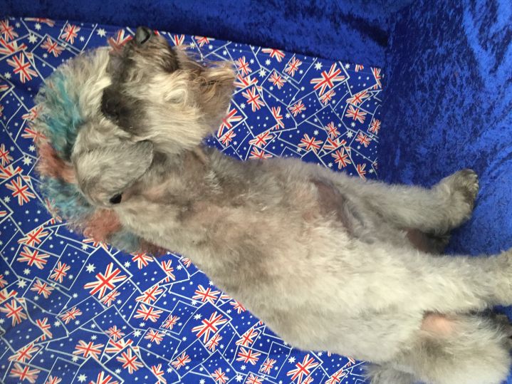 Groomed Dog 51