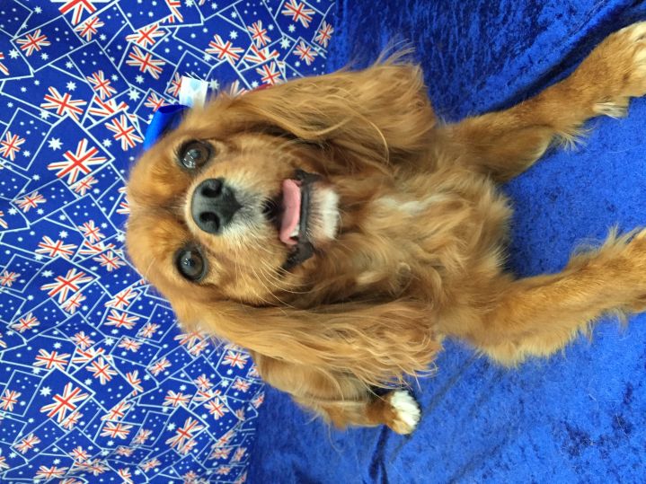 Groomed Dog 52