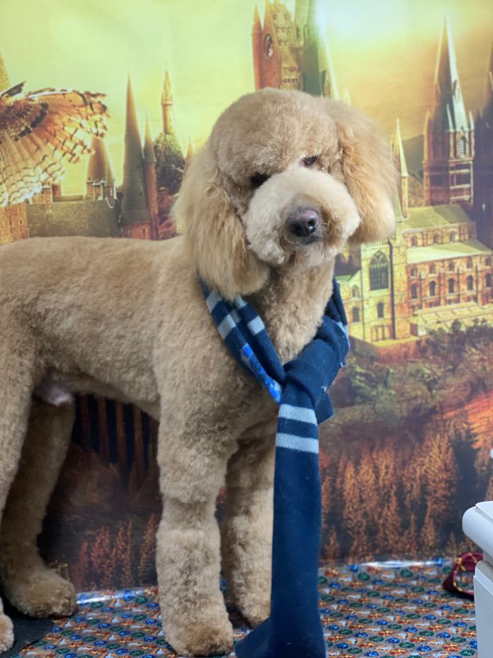 Groomed Dog 53