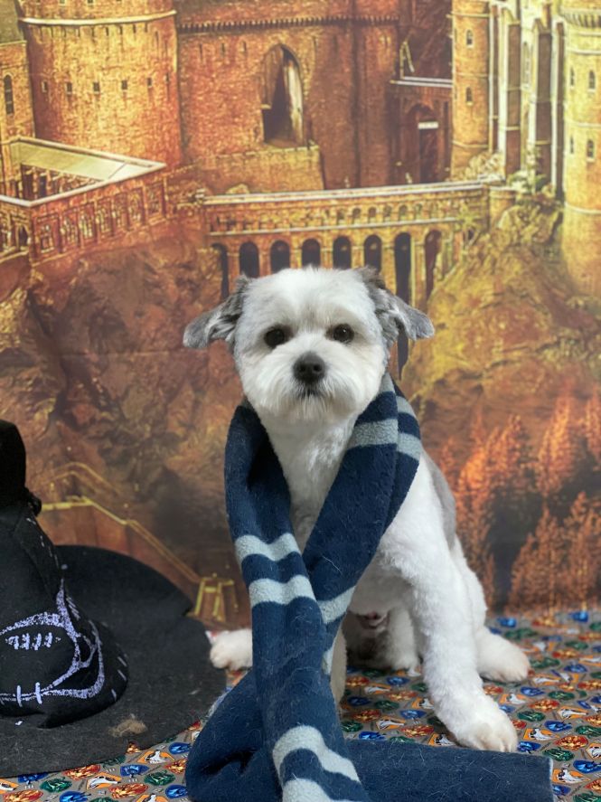 Groomed Dog 54