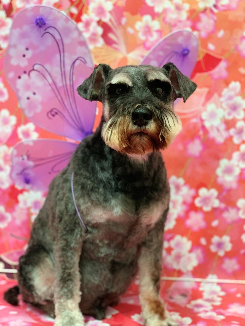 Groomed Dog 58