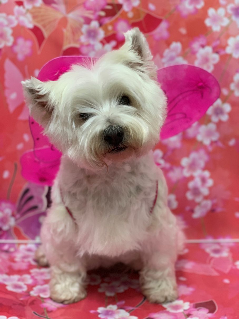 Groomed Dog 60
